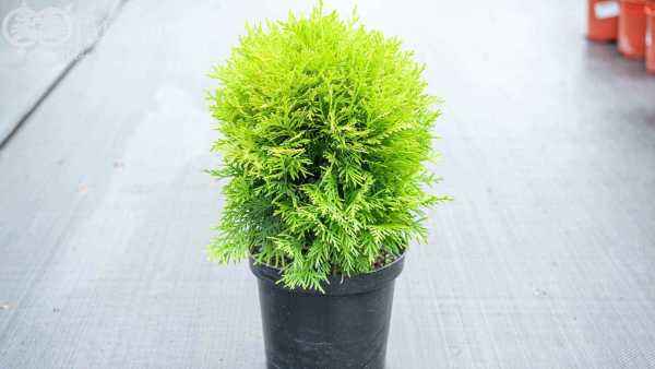 Купить туя западная mirjam деревья и растения