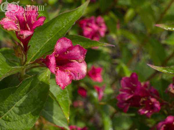 саженцы Вейгела цветущая Eva Rathke