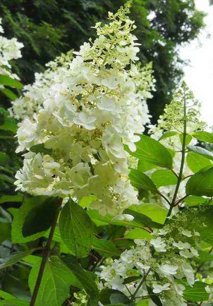 саженцы Гортензия метельчатая Pinky Winky