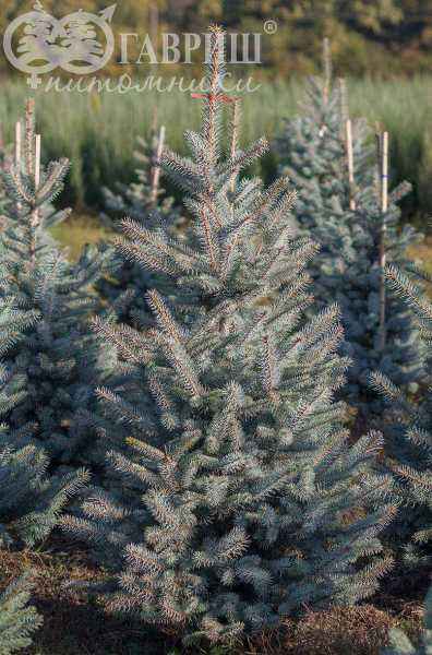 Купить ель колючая edith (edit) деревья и растения
