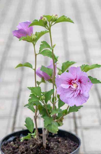 саженцы Гибискус сирийский Lavender Chiffon