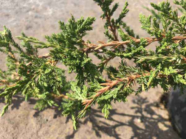 Купить можжевельник горизонтальный prince of wales деревья и растения