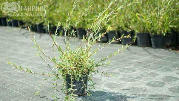 саженцы Ива пурпурная Nana