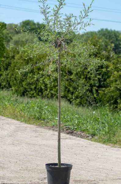 саженцы Ива пурпурная Pendula