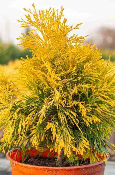 Купить туя складчатая goldy деревья и растения