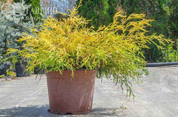 Купить кипарисовик горохоплодный filifera aurea деревья и растения