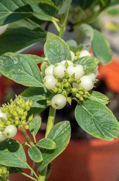 саженцы Дерен отпрысковый Flaviramea