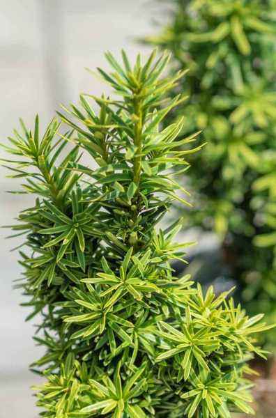 Купить тис ягодный david деревья и растения