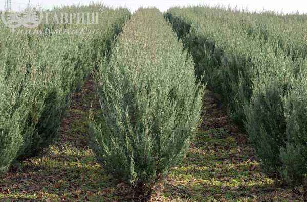 Купить можжевельник скальный moffat blue деревья и растения