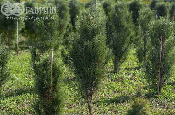 Купить сосна черная green tower деревья и растения