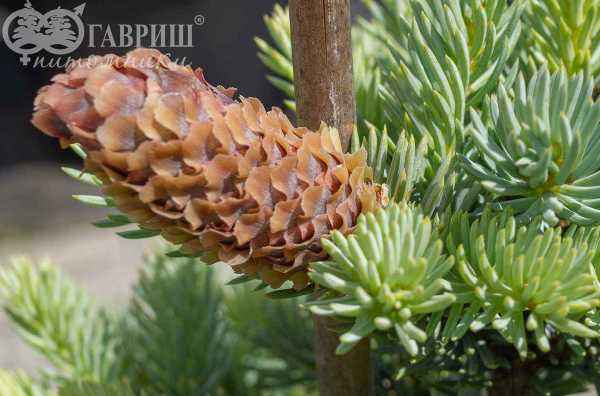 Купить ель колючая  blue mountain деревья и растения