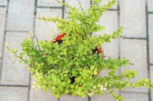 саженцы Барбарис Тунберга Silver Beauty