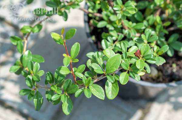 саженцы Кизильник Даммера Eichholz