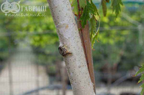 Саженцы береза плакучая laciniata (var. dalecarlica )