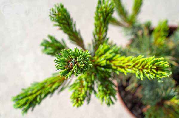 Купить сосна гибкая cheyenne деревья и растения