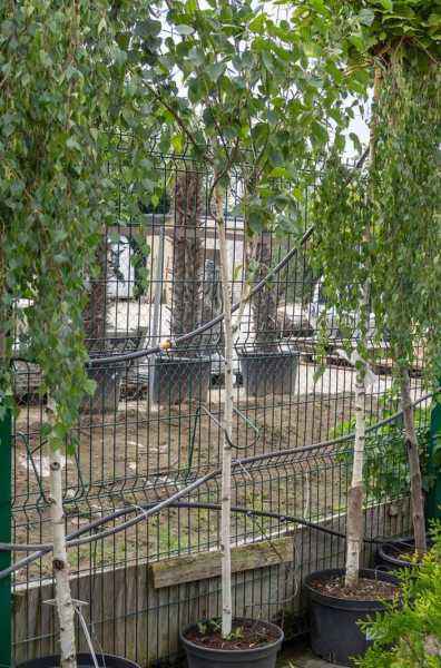 Саженцы береза бородавчатая