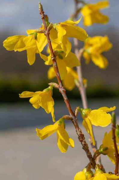 саженцы Форзиция средняя Minigold