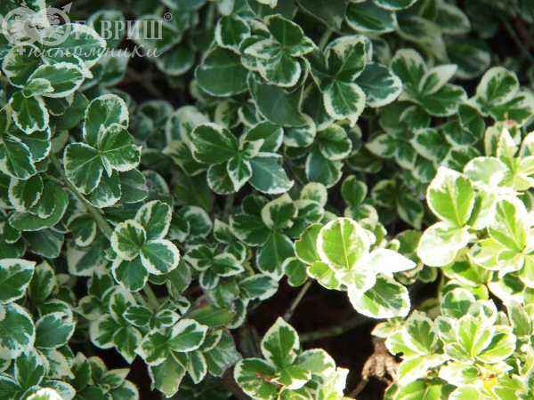 саженцы Бересклет Форчуна Emerald Gaiety