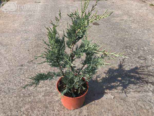 Купить можжевельник скальный moonglow деревья и растения