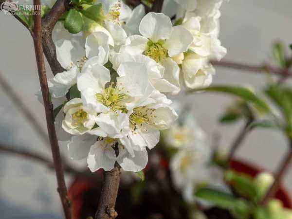 саженцы Хеномелис прекрасный Nivalis