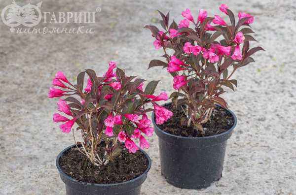 саженцы Вейгела цветущая Alexandra