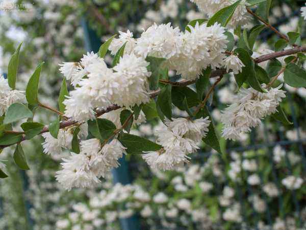 саженцы Дейция шершавая Candidissima