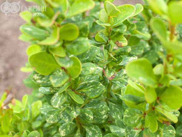 саженцы Барбарис Тунберга Powwow