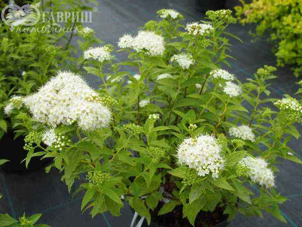 саженцы Спирея японская Albiflora