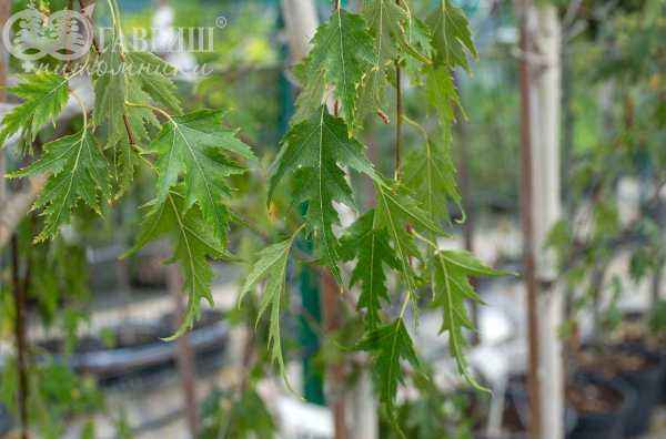 Саженцы береза плакучая laciniata (var. dalecarlica )