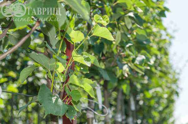 Саженцы липа европейская pallida