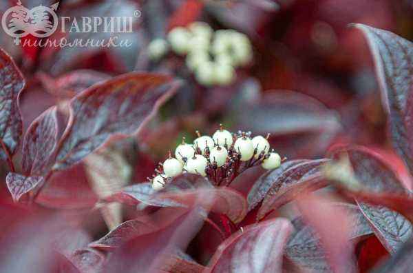 саженцы Дерен белый Kesselringii