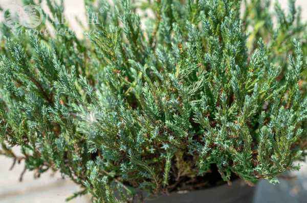 Купить можжевельник горизонтальный blue forest деревья и растения
