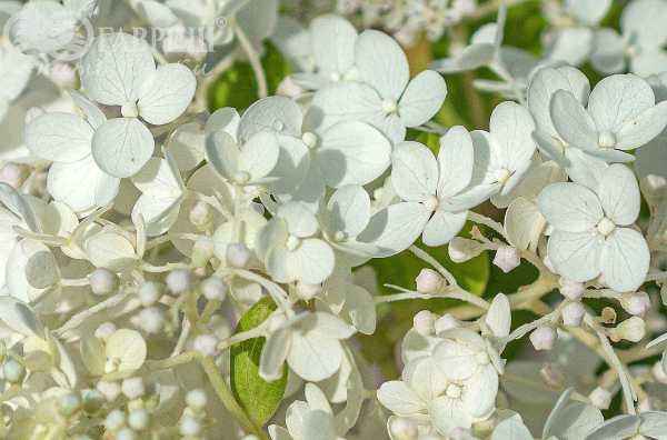 саженцы Гортензия метельчатая Tardiva