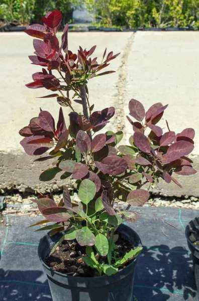 саженцы Скумпия кожевенная Follis Purpureis