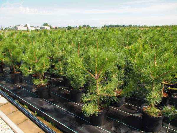 Купить сосна черная деревья и растения