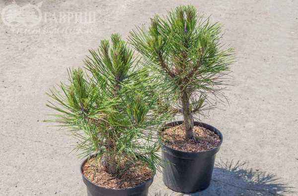 Купить сосна черная spielberg деревья и растения