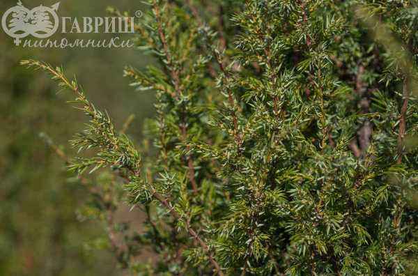Купить можжевельник обыкновенный arnold деревья и растения