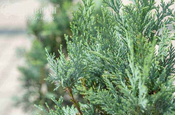 Купить кипарисовик лавсона columnaris (columnaris glauca) деревья и растения
