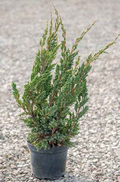 Купить можжевельник чешуйчатый blue compact деревья и растения