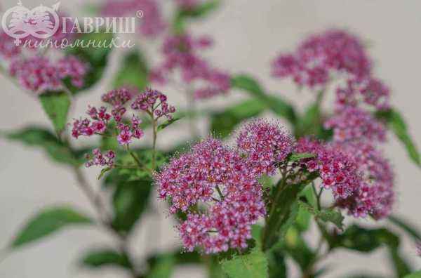 саженцы Спирея японская Dart`s Red
