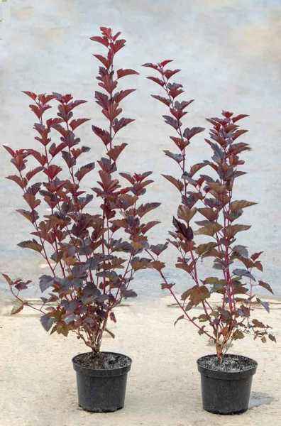 саженцы Пузыреплодник калинолистный Diable D'Or