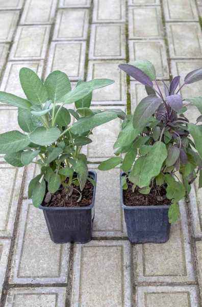 саженцы Шалфей