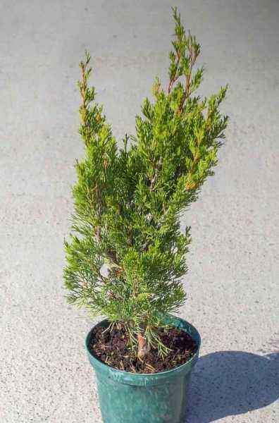 Купить можжевельник китайский spartan деревья и растения