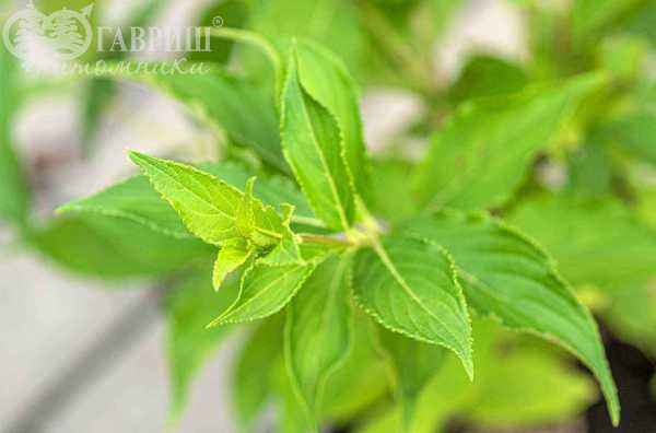 саженцы Вейгела цветущая Candida