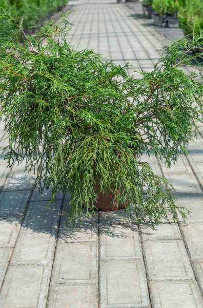 Купить кипарисовик горохоплодный filifera деревья и растения