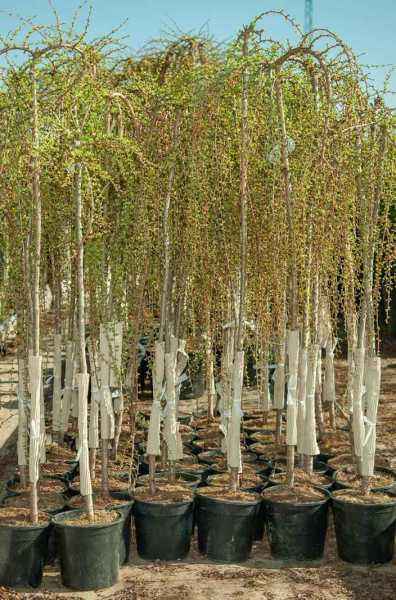 Купить лиственница японская stiff weeper деревья и растения