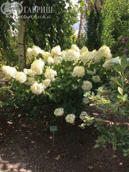 саженцы Гортензия метельчатая Silver Dollar