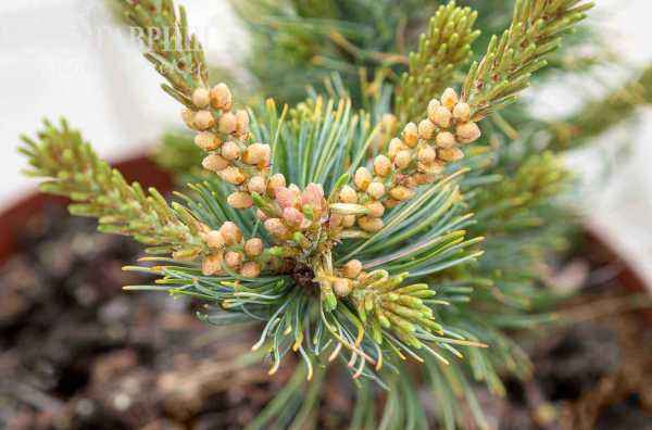 Купить сосна мелкоцветковая fukai деревья и растения