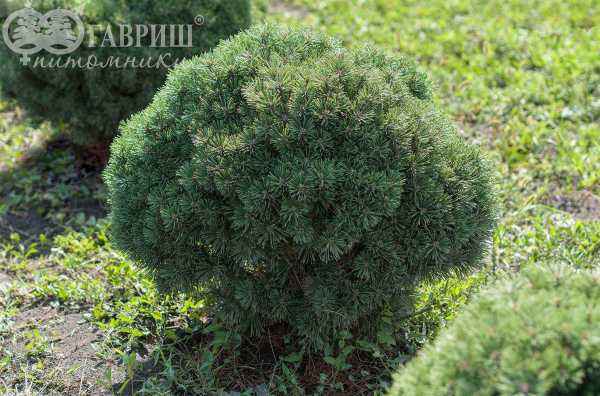 Купить сосна горная benjamin деревья и растения