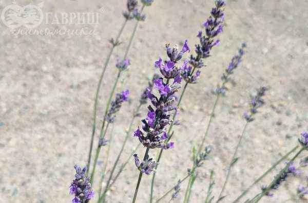 саженцы Лаванда широколистная